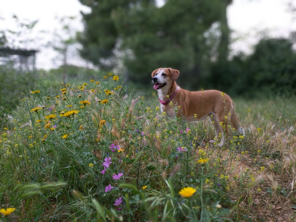 brown short coated dog on green grass field during daytime