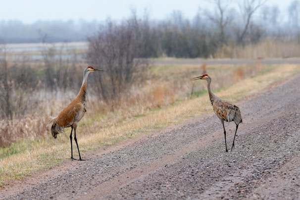 A peaceful nature trail winding through tall grasses where sandhill cranes often gather.