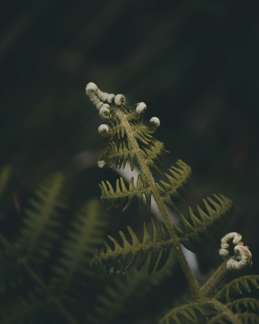 white flower buds in tilt shift lens