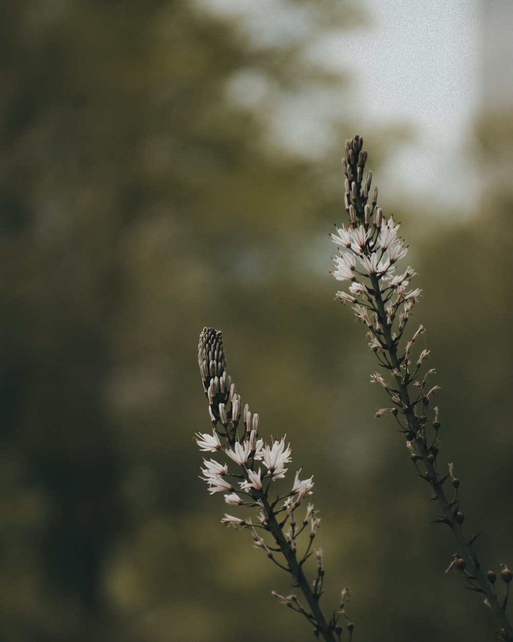 brown plant in tilt shift lens