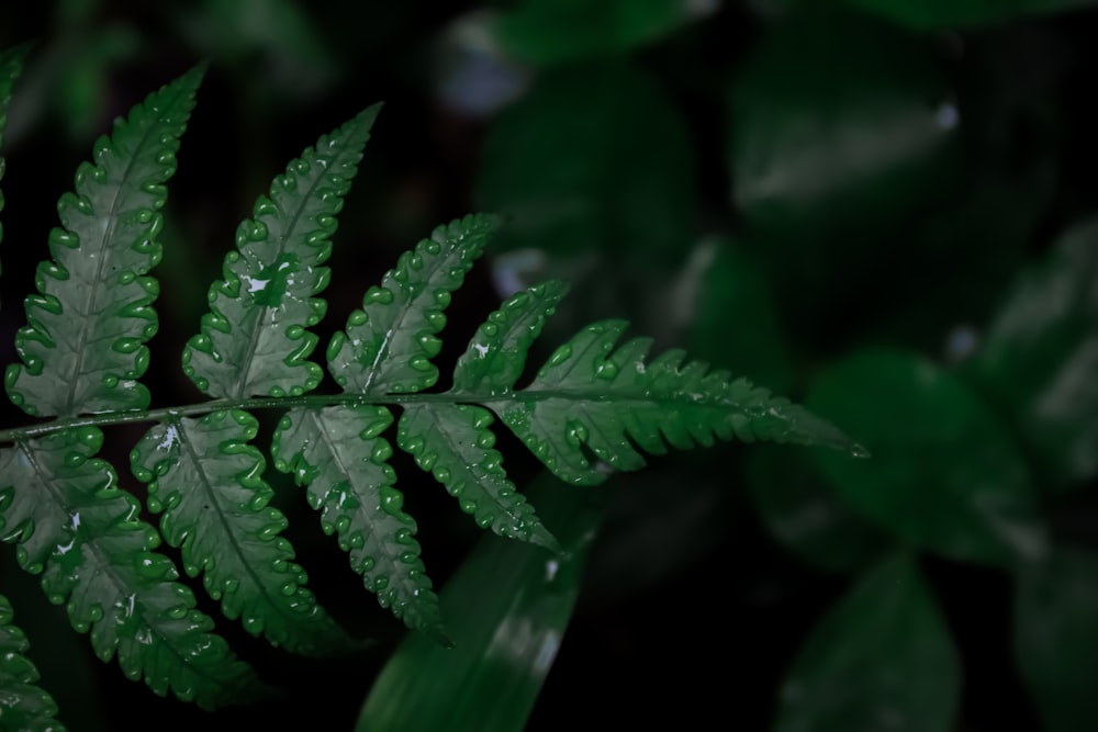 green leaf plant in close up photography