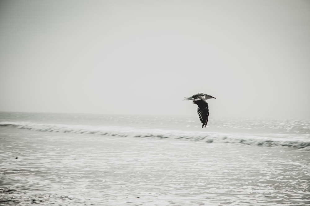 grayscale photo of bird flying over the sea
