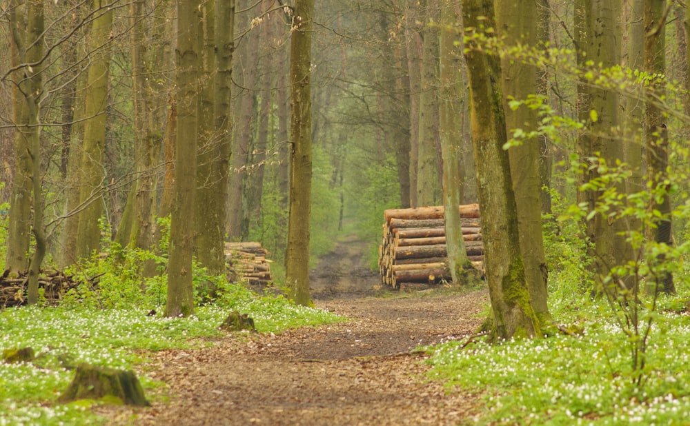 brown wooden bench in forest during daytime