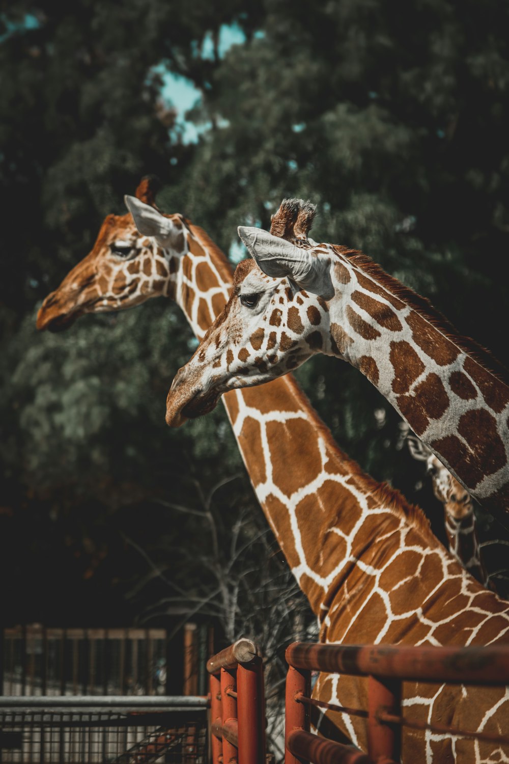 brown and white giraffe in close up photography