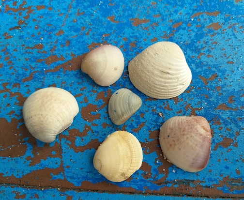 A collection of seashells is arranged on a weathered blue and brown wooden surface. The shells vary in size and color, ranging from white to light purple and pale yellow. The texture of the surface contrasts with the smoothness of the shells, creating a rustic and natural atmosphere.