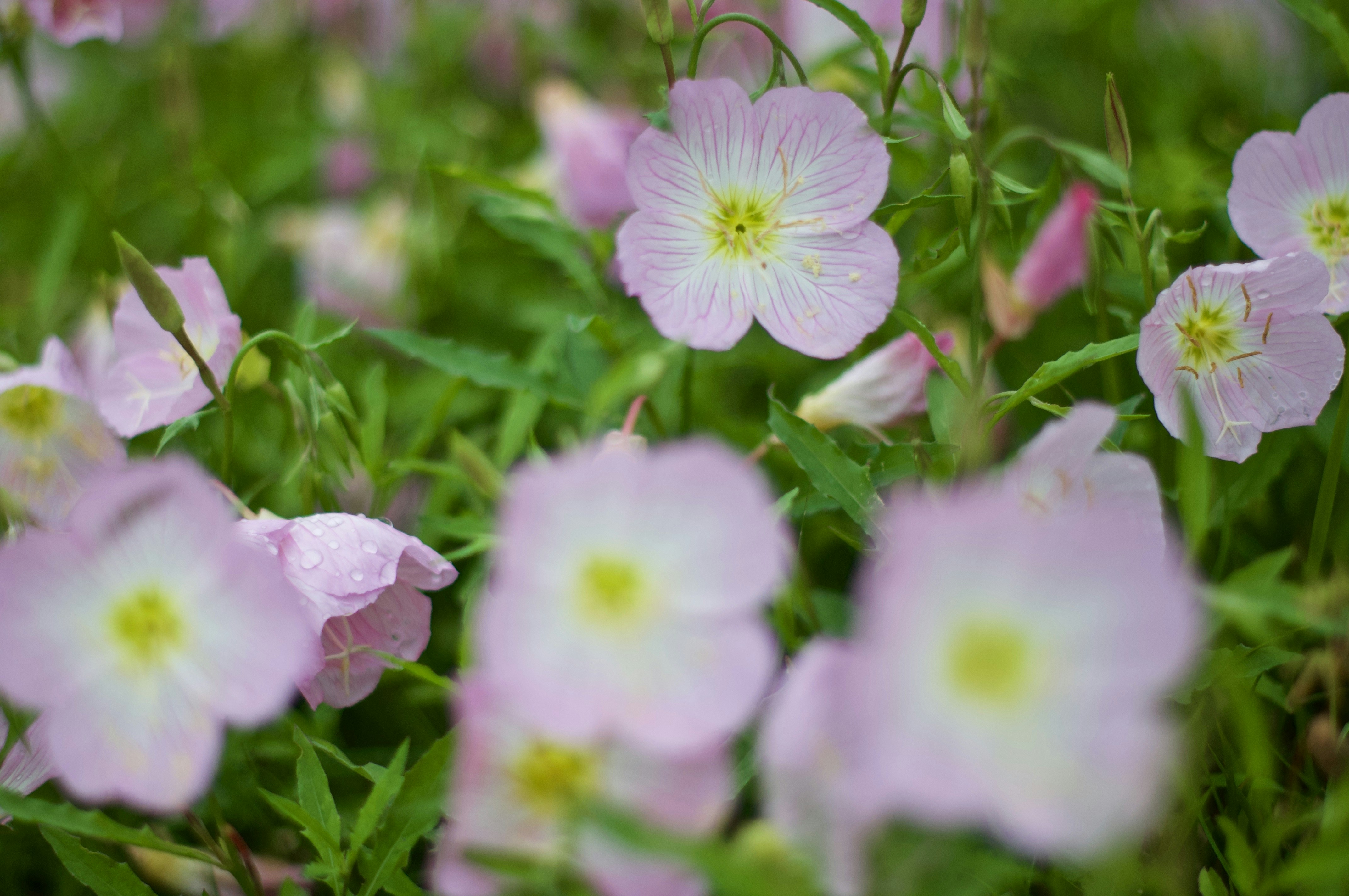 Photo by cameramandan83