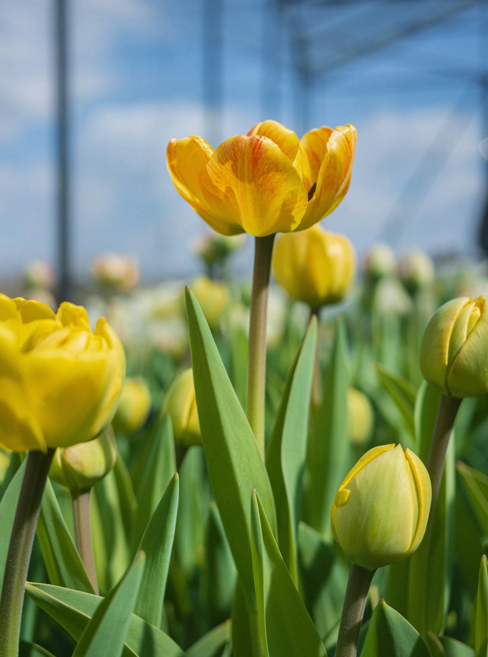 Tulipanes amarillos en flor durante el día