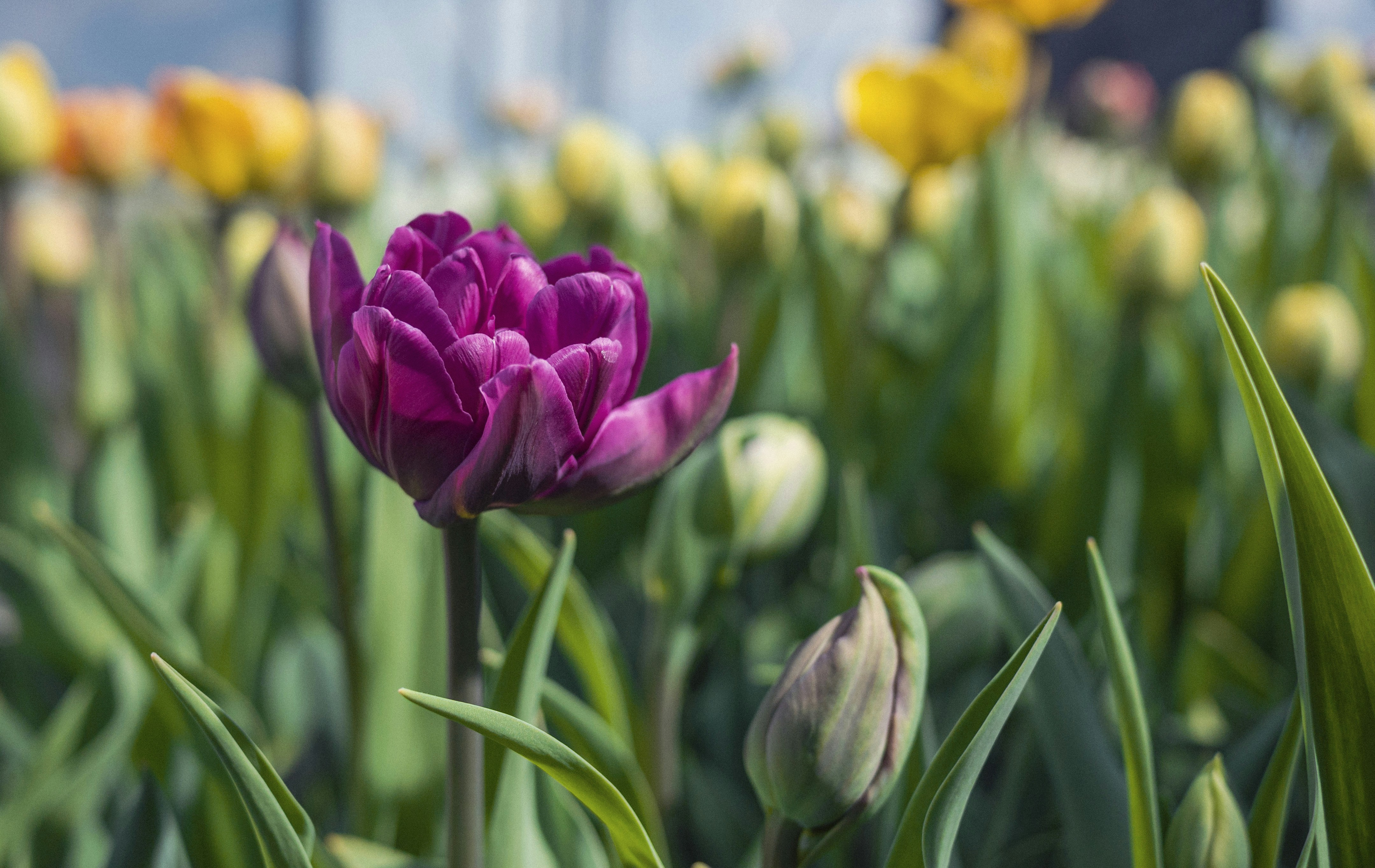 woman wearing yellow long-sleeved dress under white clouds and blue sky during daytime