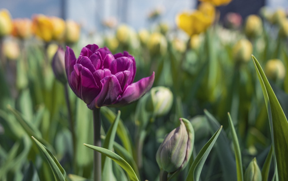 purple tulips in bloom during daytime