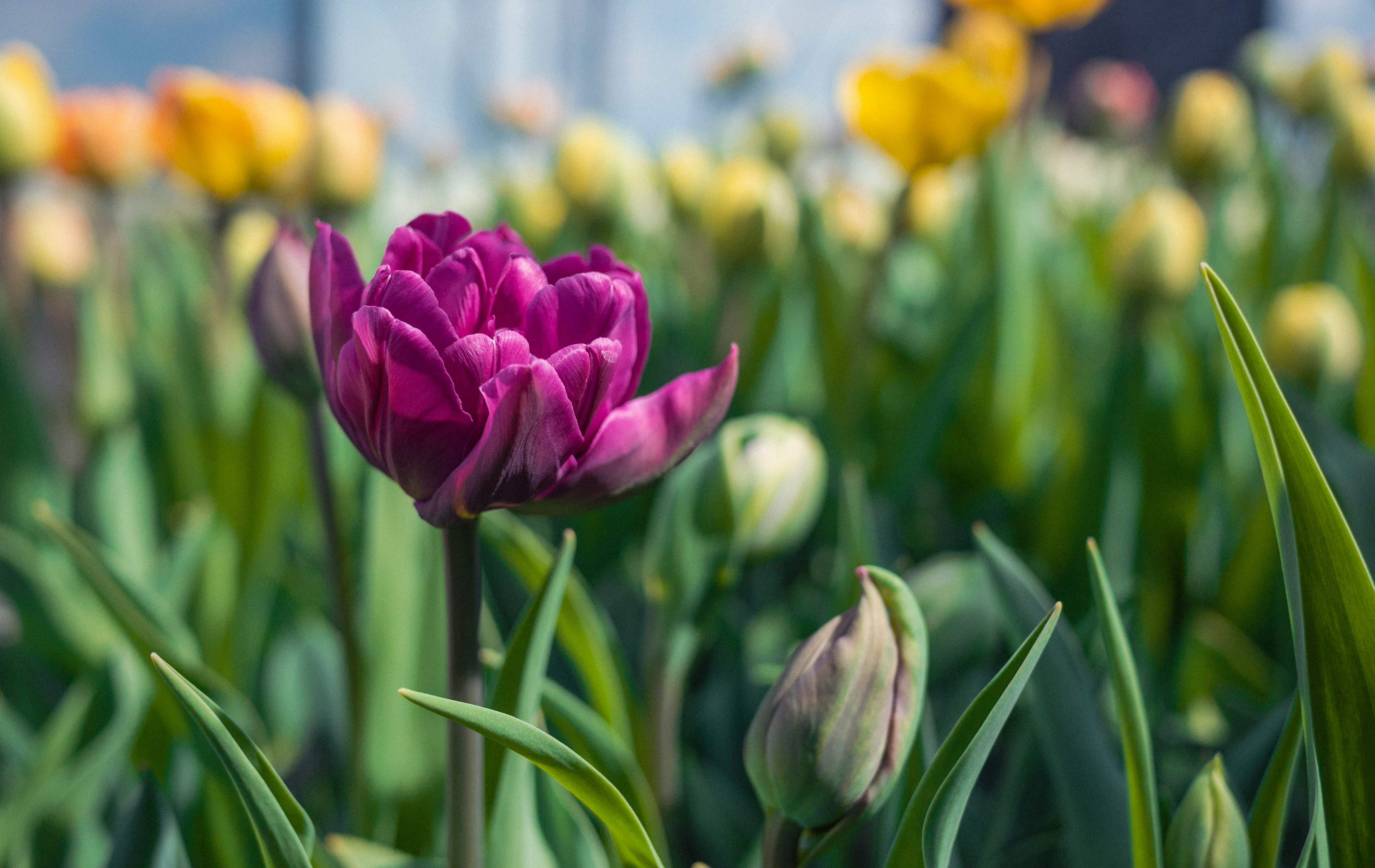 purple tulips in bloom during daytime