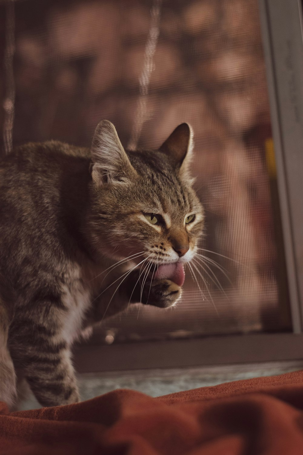 brown tabby cat on brown wooden table