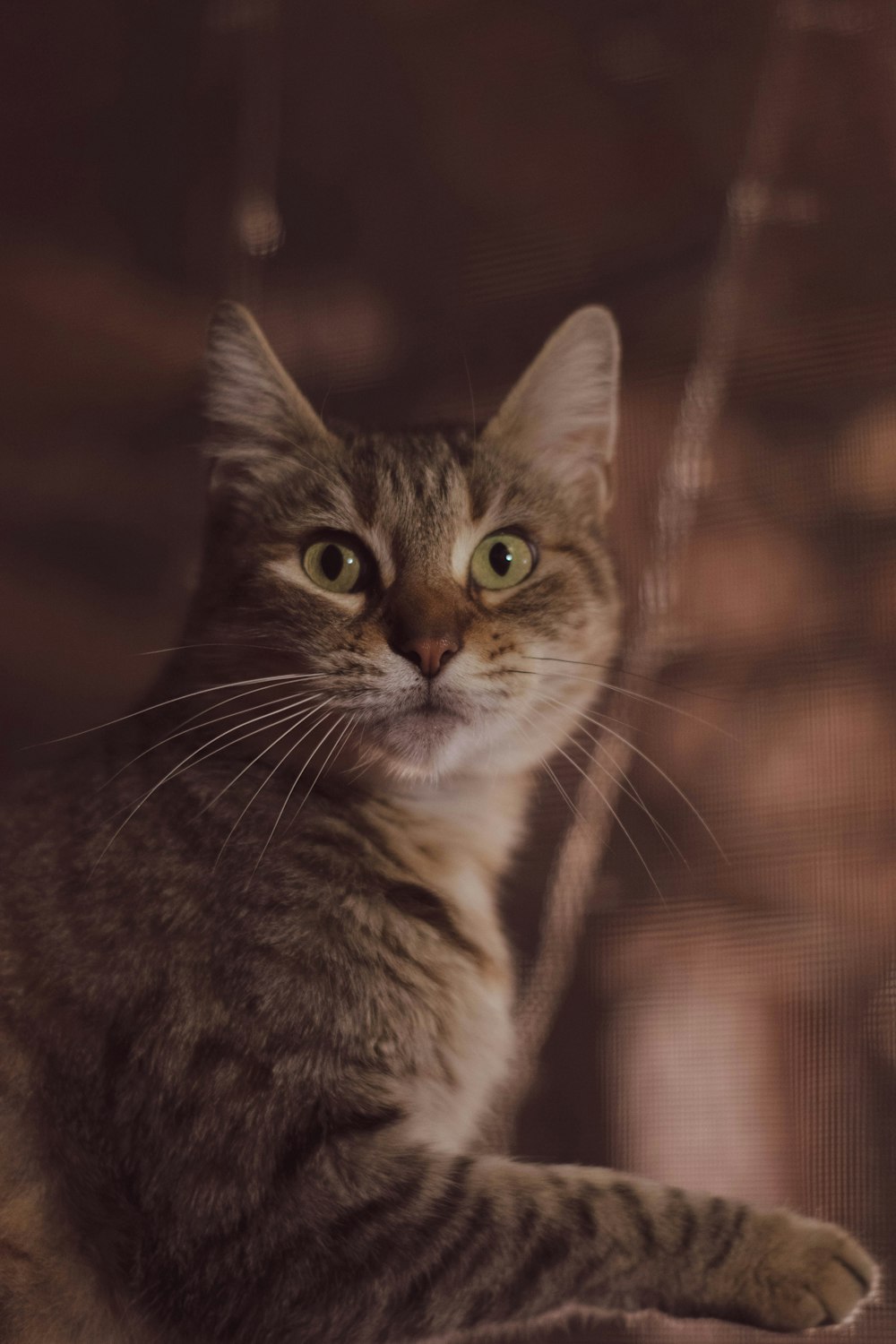 gatto soriano marrone in fotografia ravvicinata