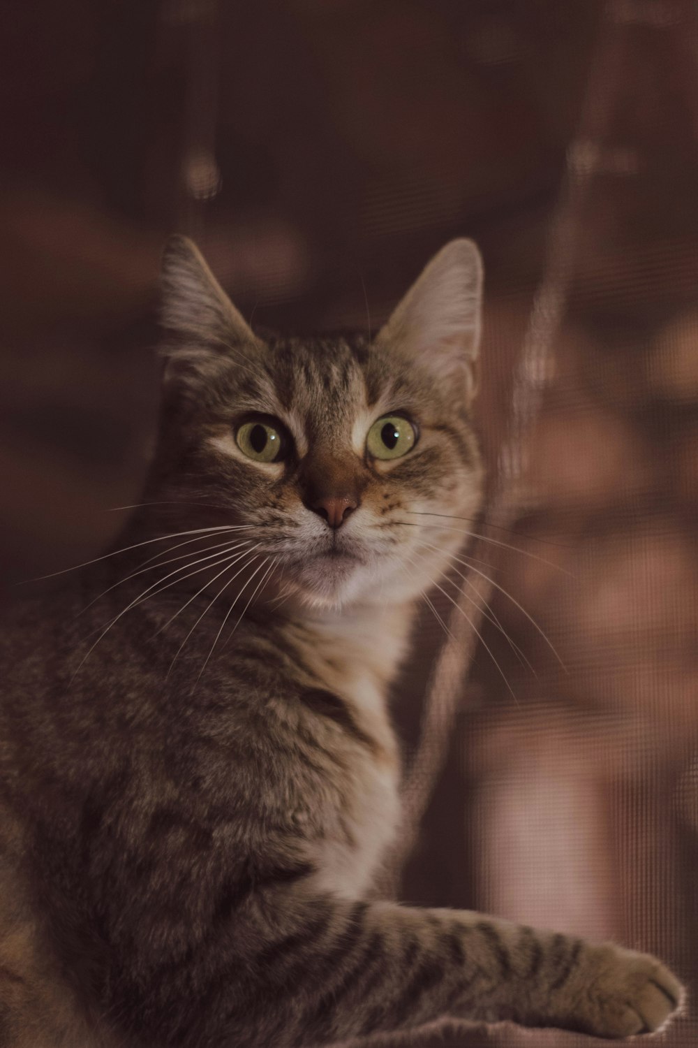 brown tabby cat in close up photography