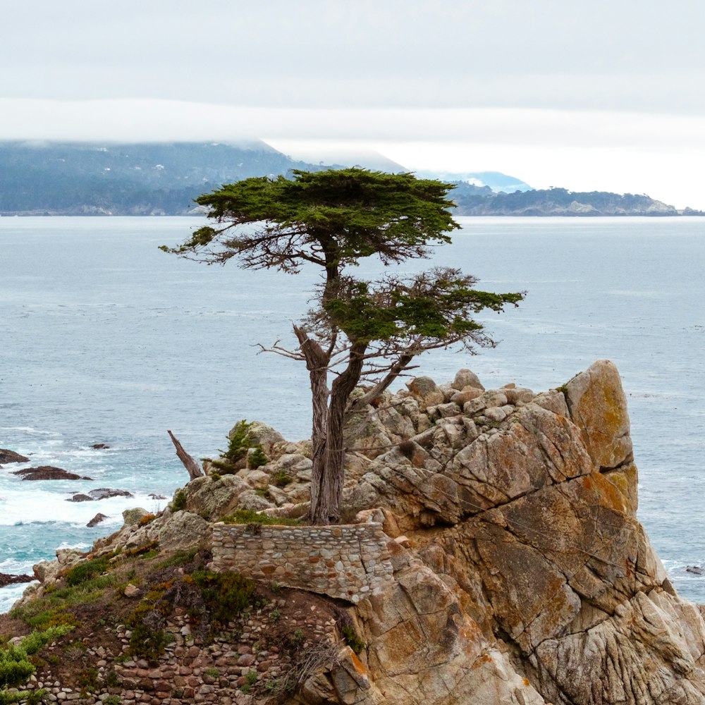 green tree on brown rock formation near body of water during daytime