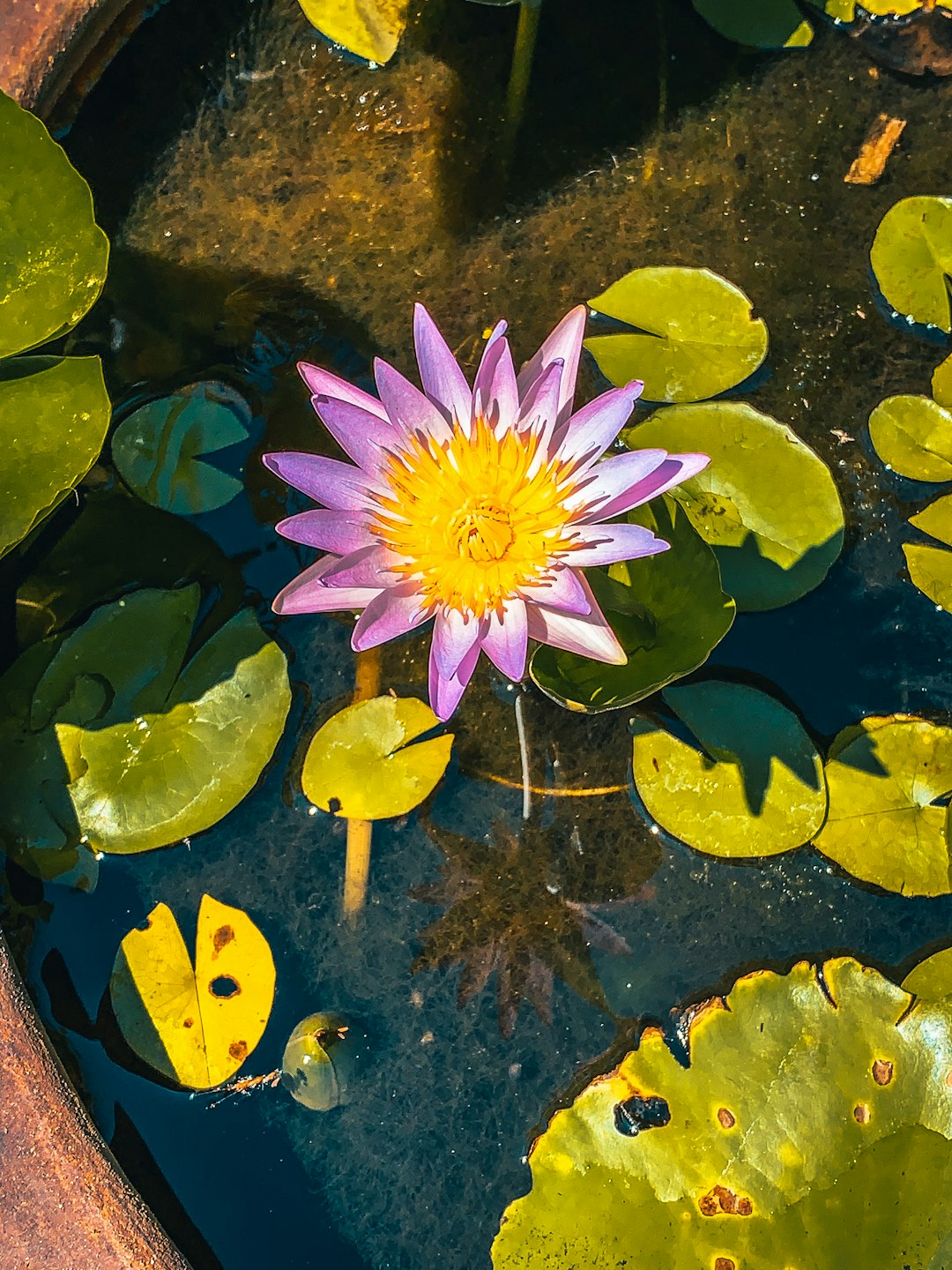 purple waterlily in bloom during daytime