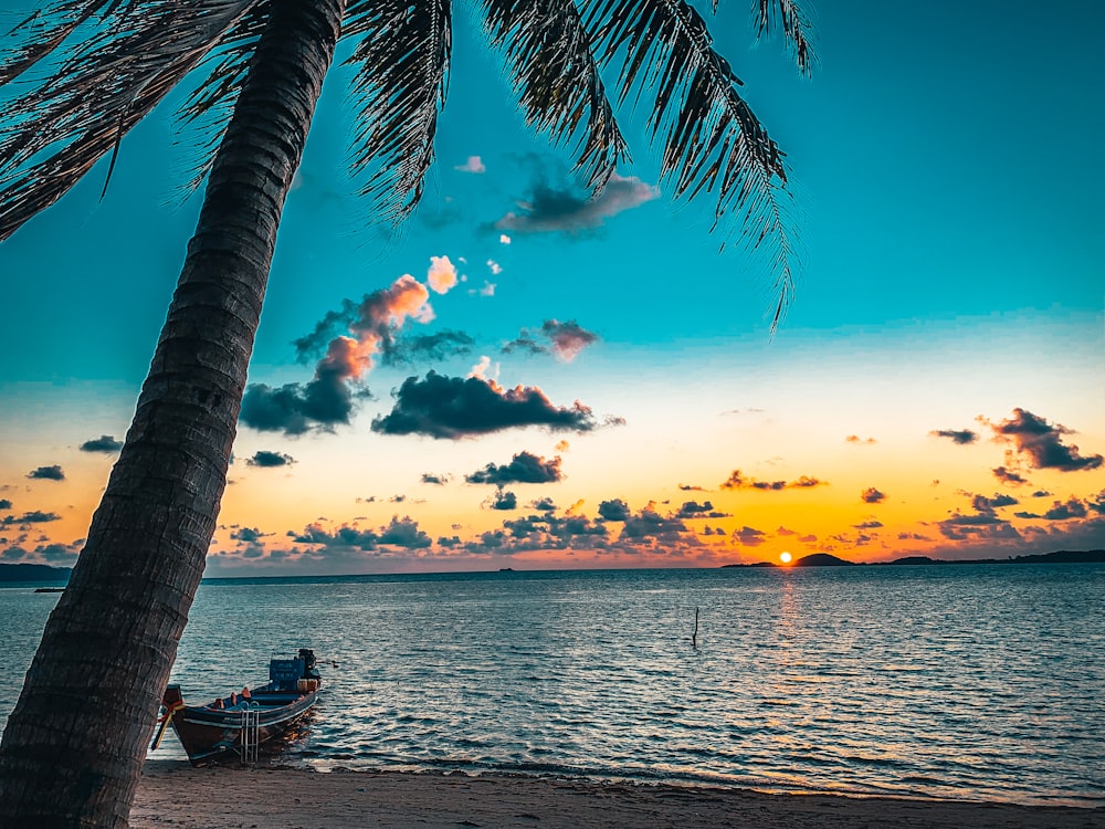 silhouette of palm tree near body of water during sunset