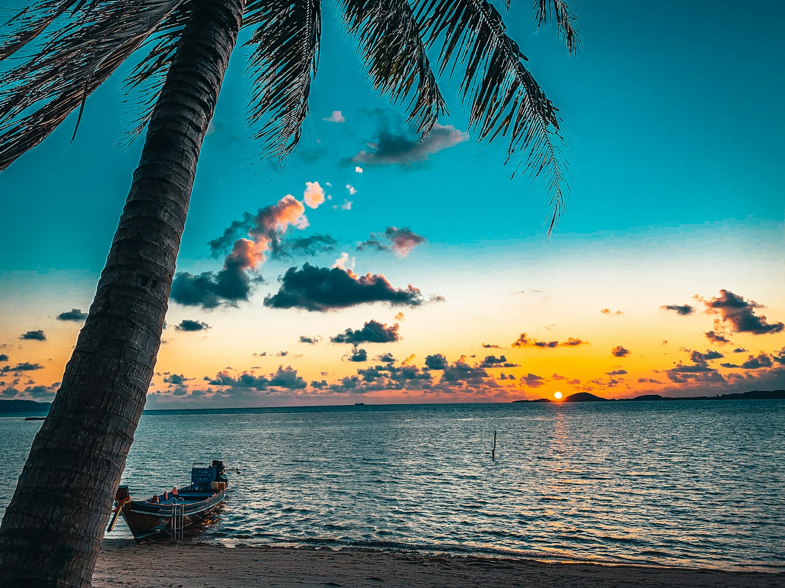 Silhouette of a palm tree near the water at sunset