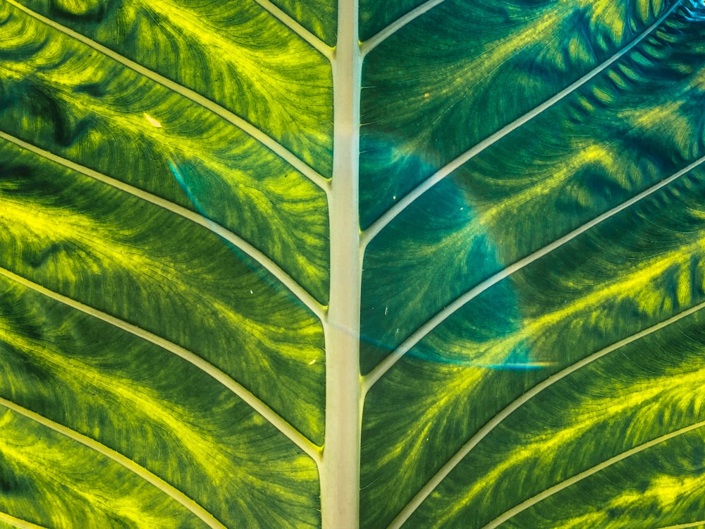 green palm tree during daytime