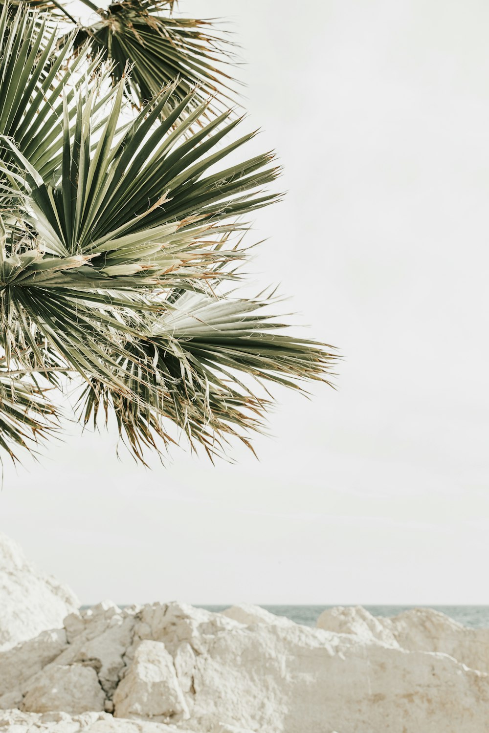 green palm tree on snow covered ground