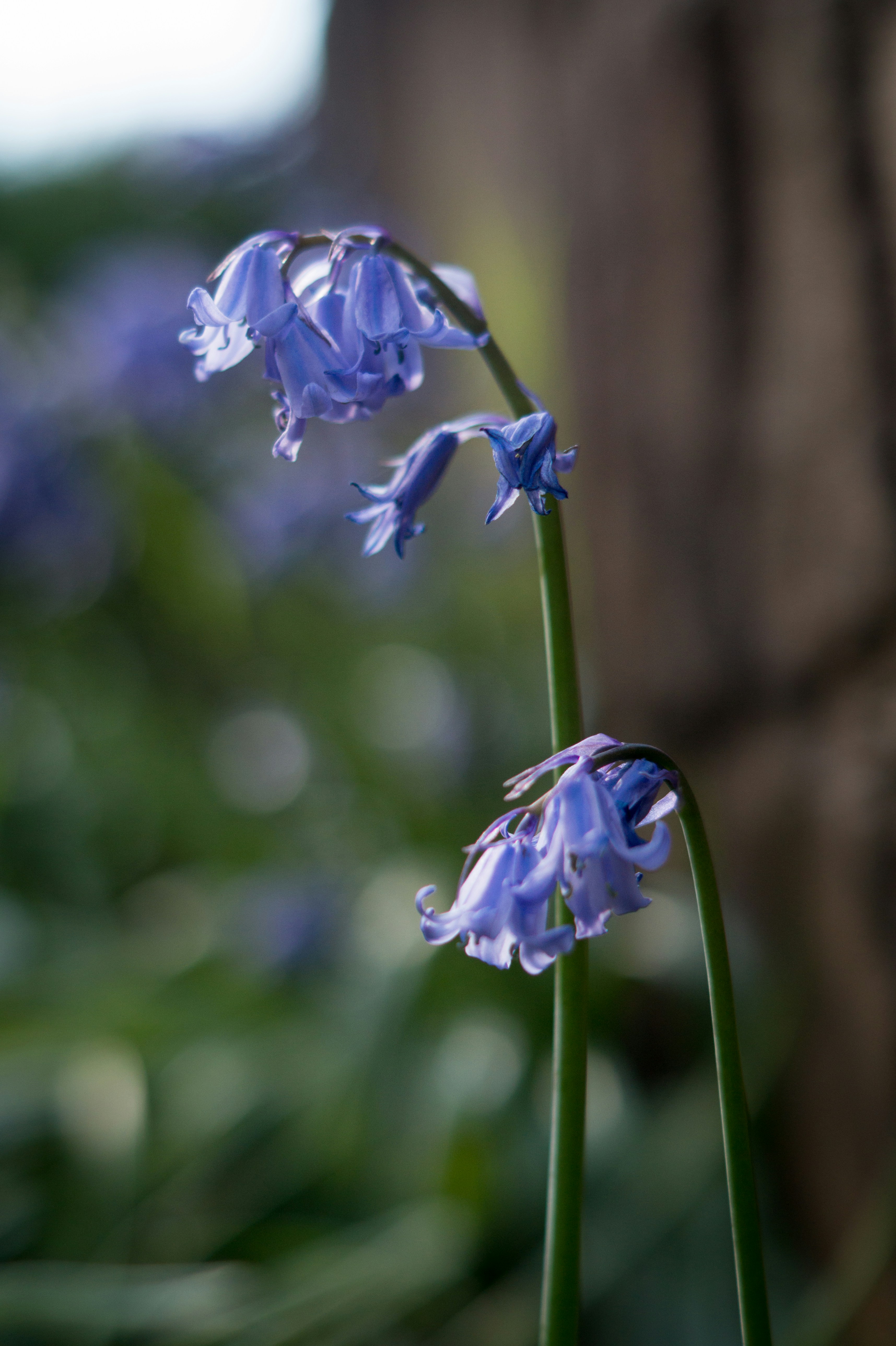 Free Wildflowers Image on Unsplash