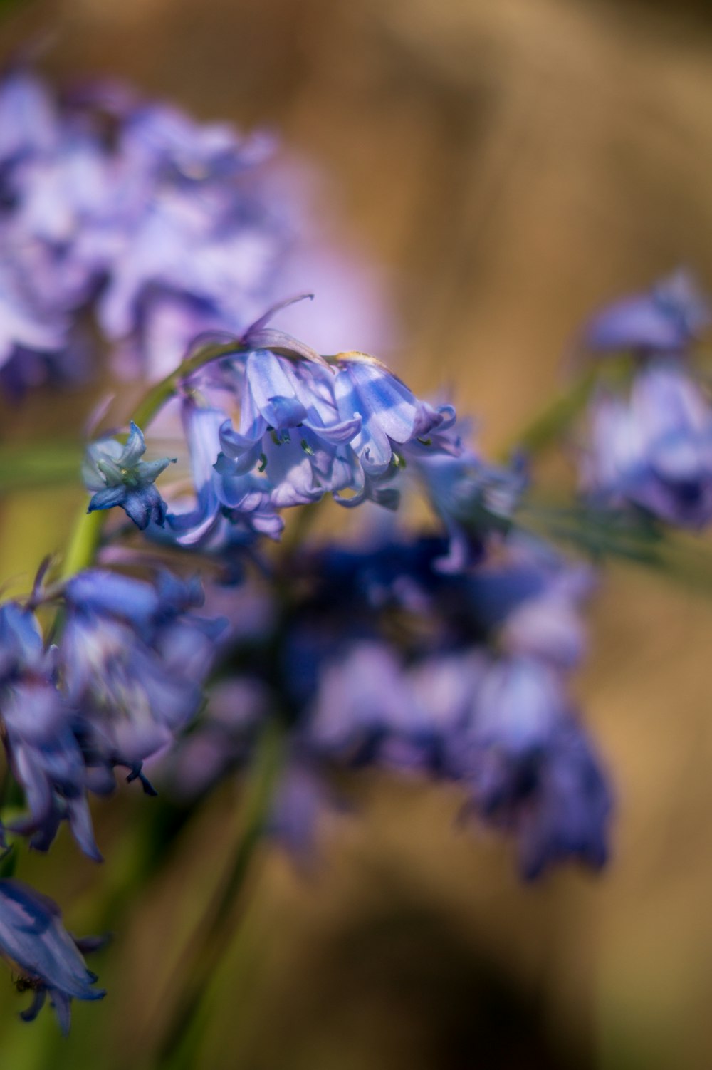 blue and white flower in tilt shift lens