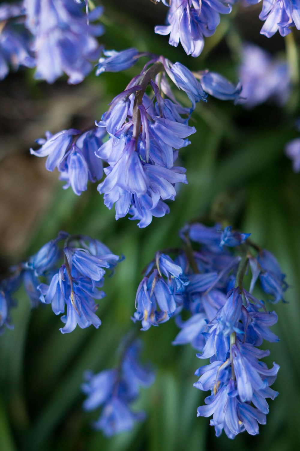 purple flowers in tilt shift lens