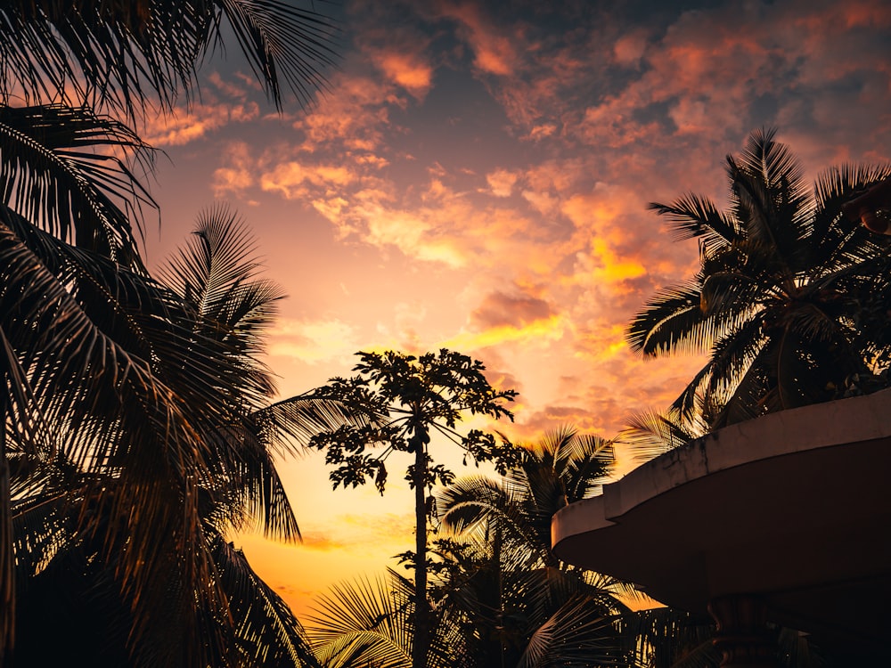 palm trees under cloudy sky during sunset