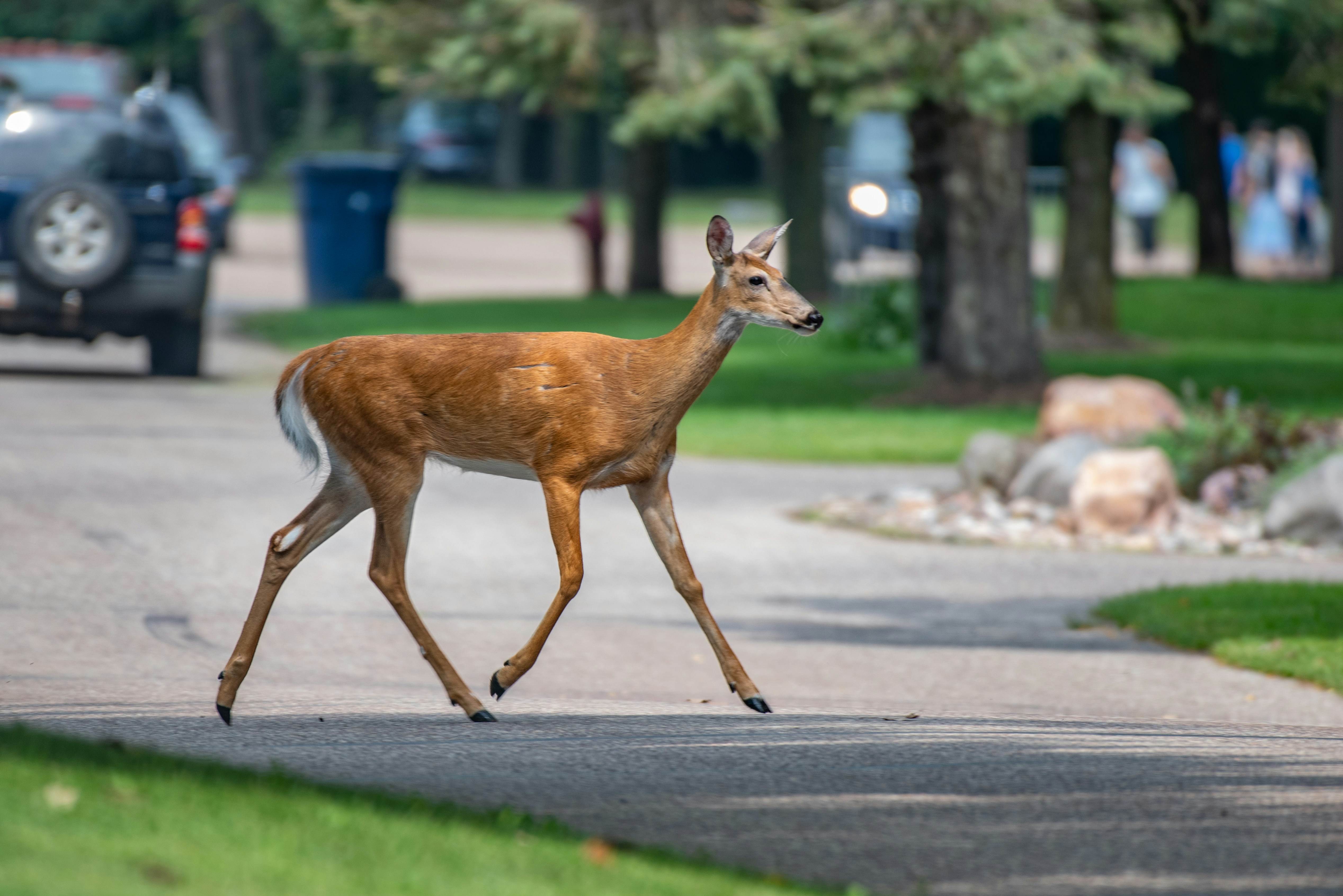 brown deer on gray asphalt road during daytime