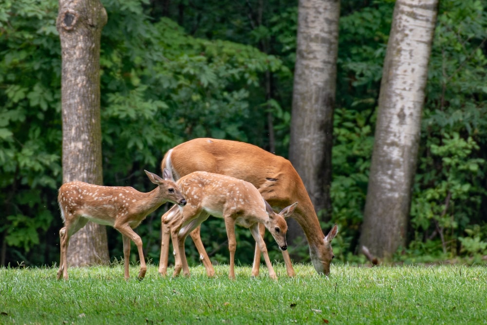 brown deer on green grass field during daytime