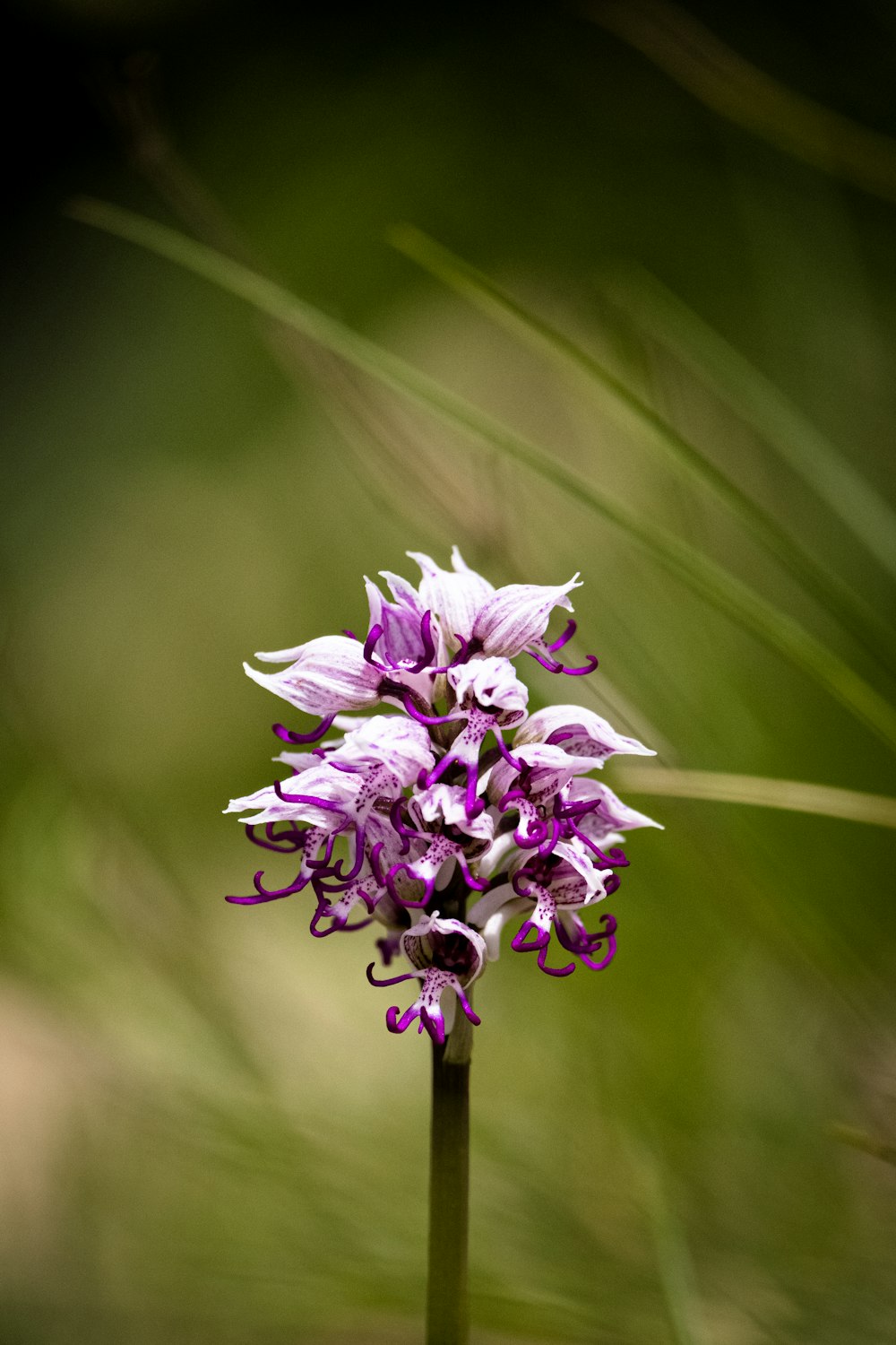 purple flower in tilt shift lens