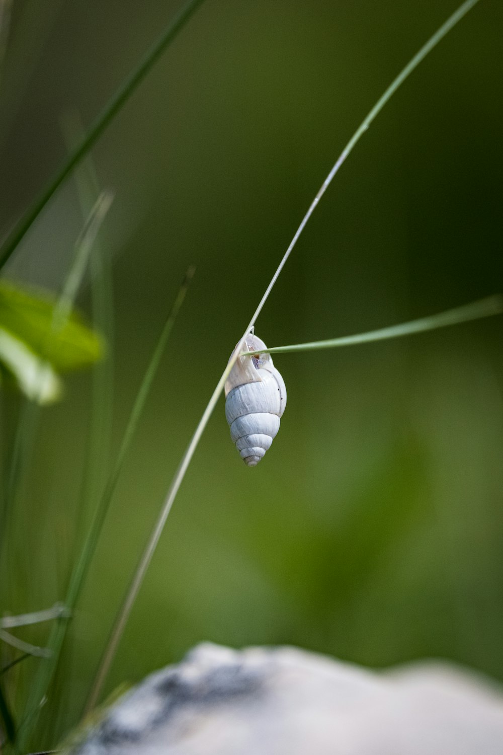 white and black snail on green grass during daytime