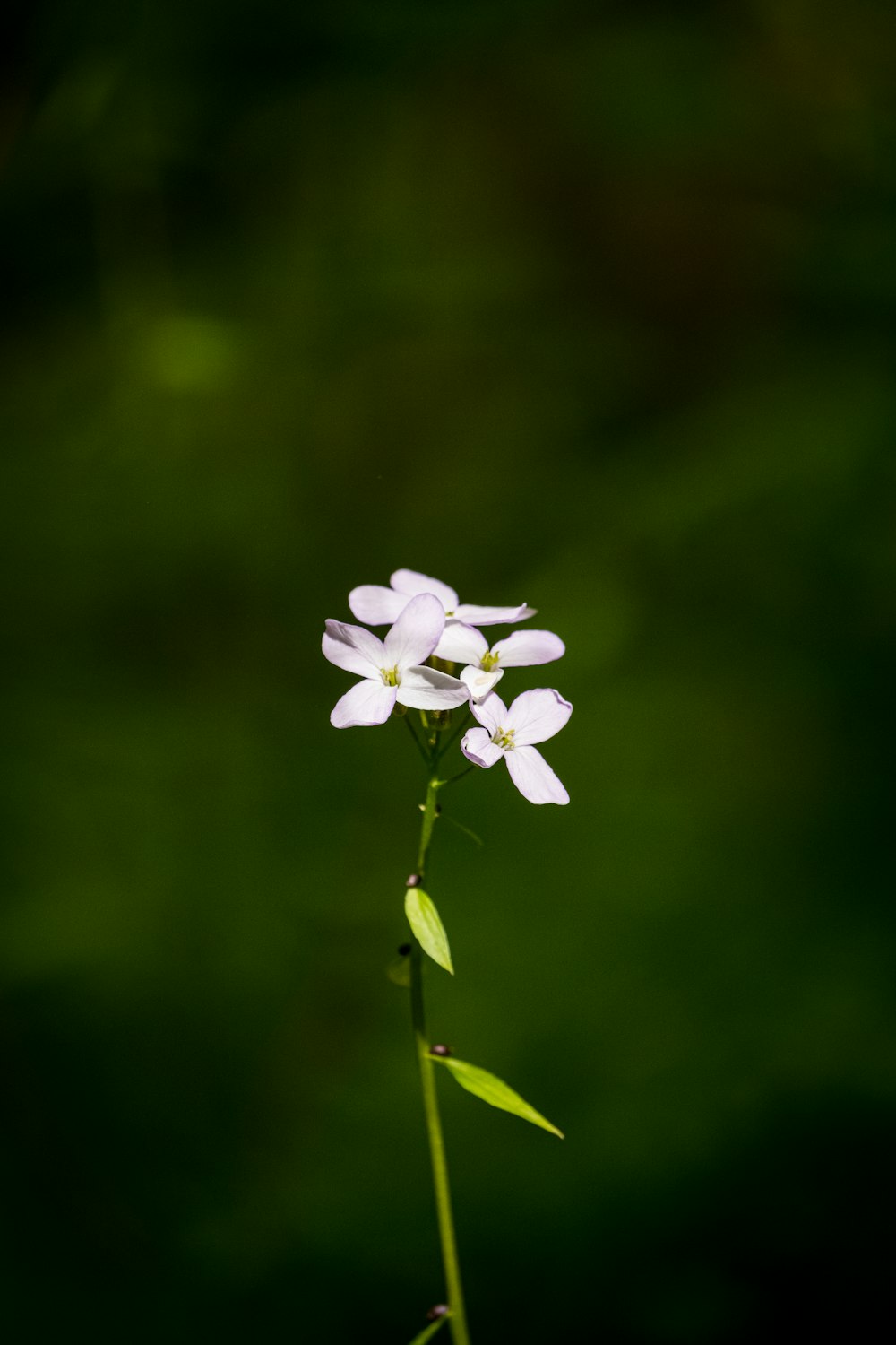 white flower in tilt shift lens