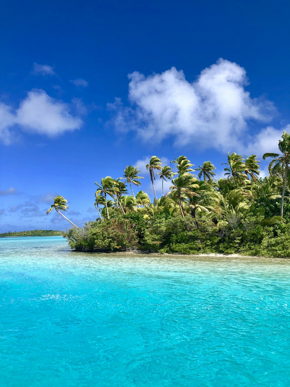 green palm trees on beach under blue sky and white clouds during daytime