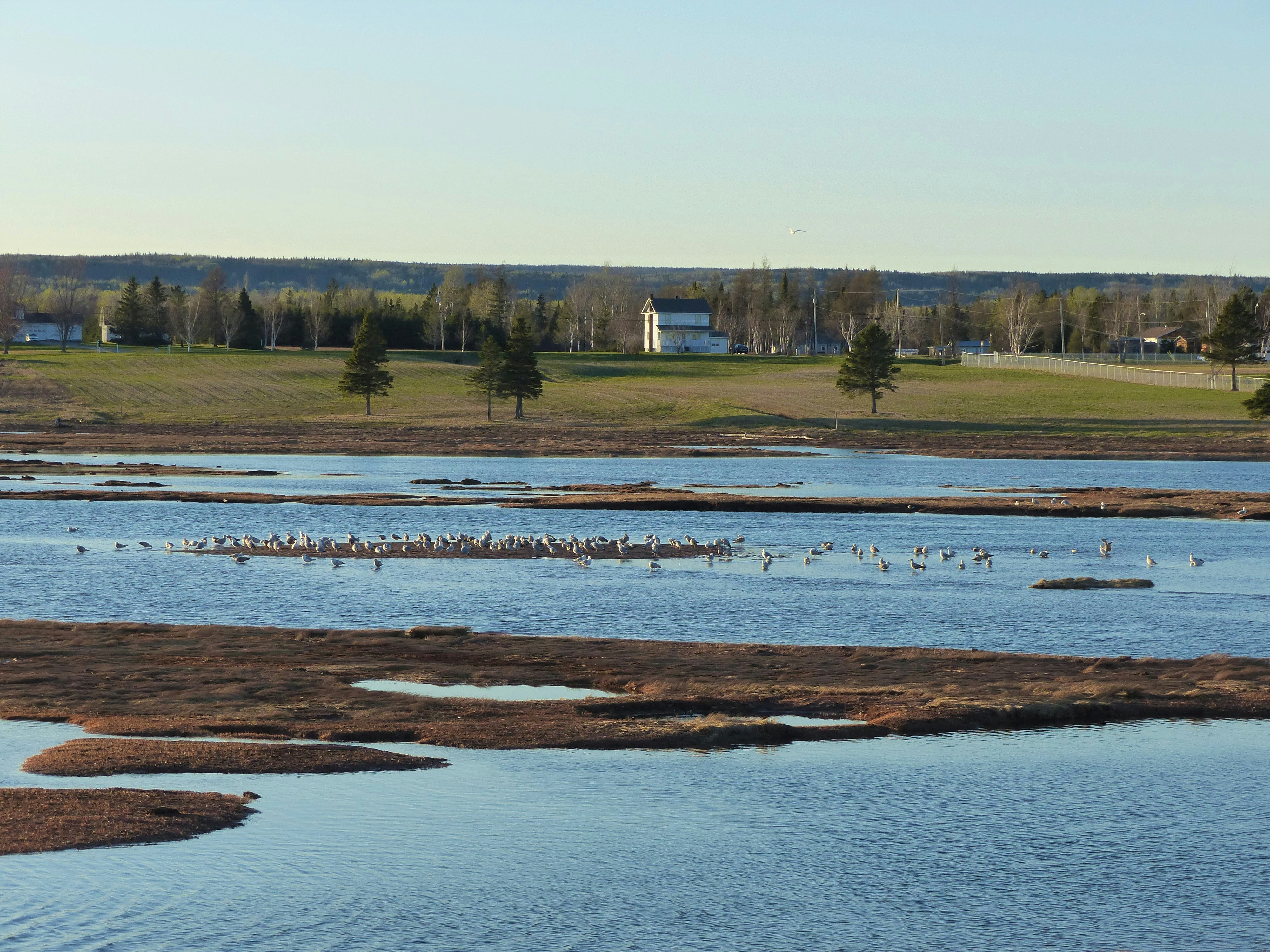 brown grass field near body of water during daytime