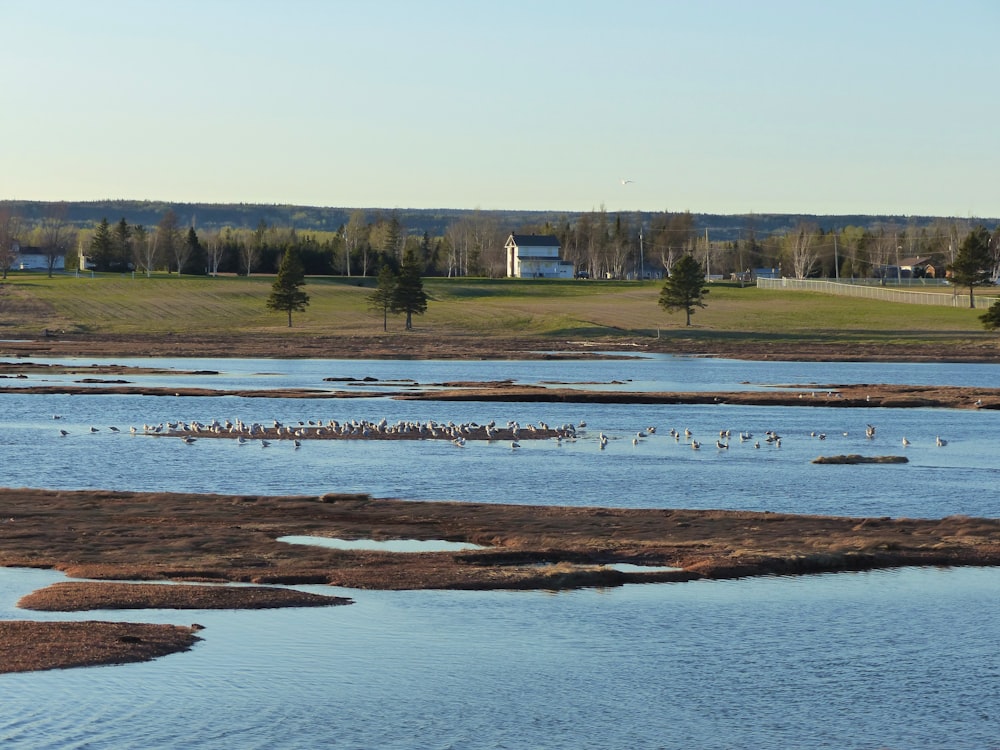 Champ d’herbe brune près d’un plan d’eau pendant la journée