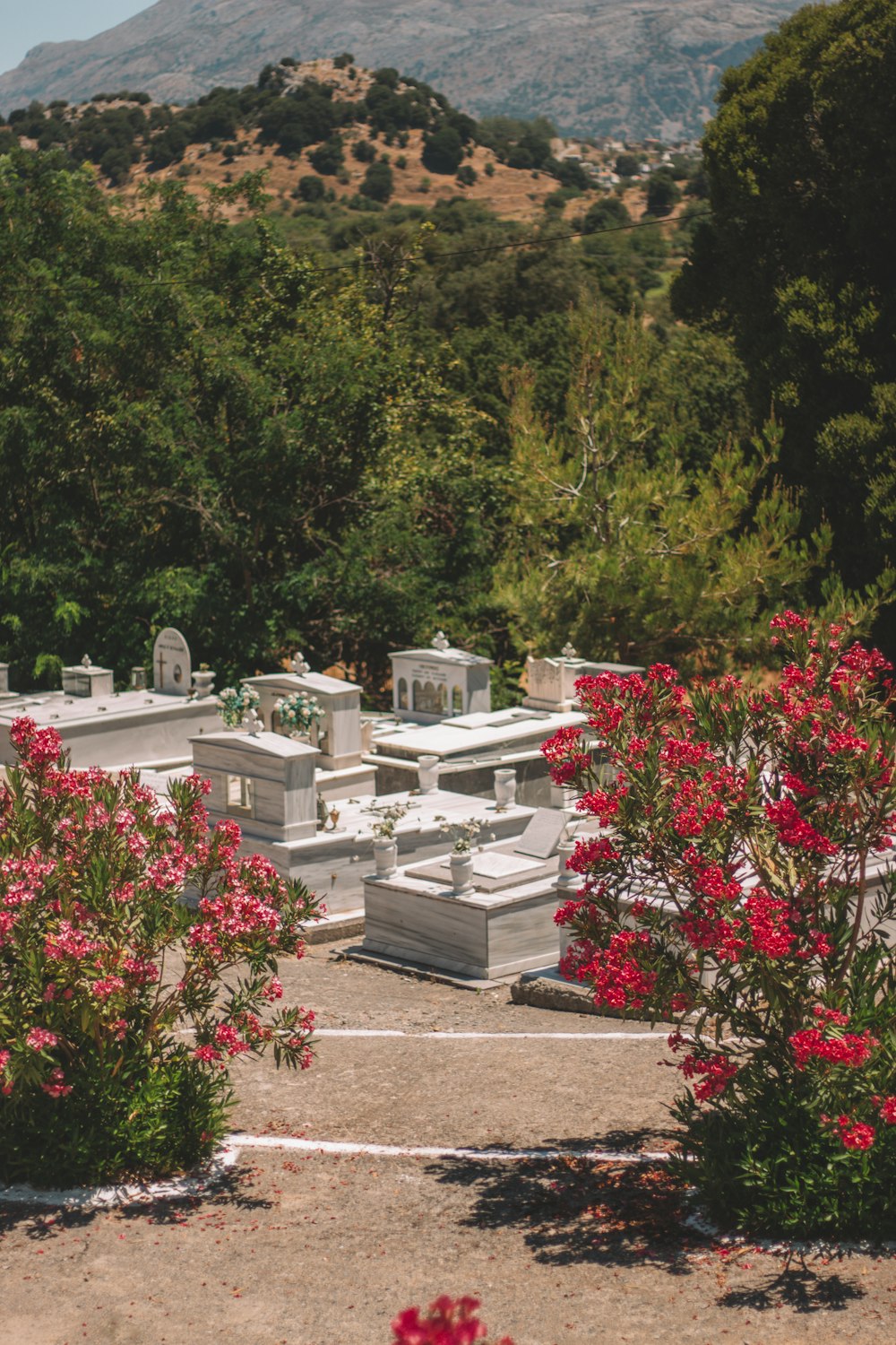 green trees and red flowers