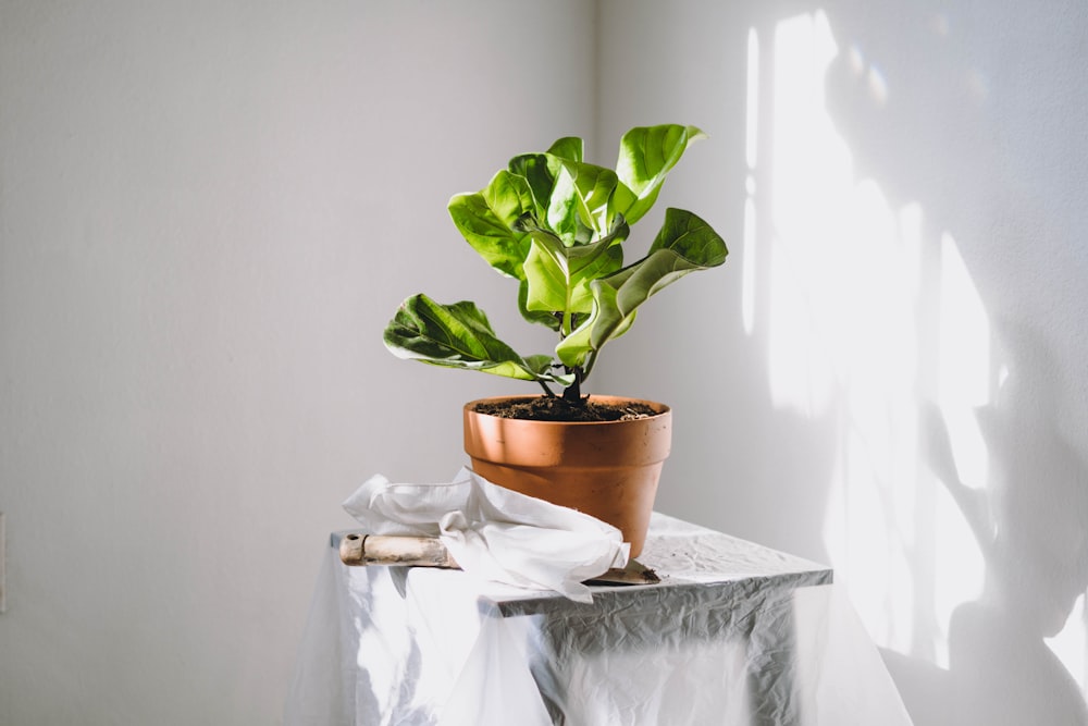 green plant on brown clay pot