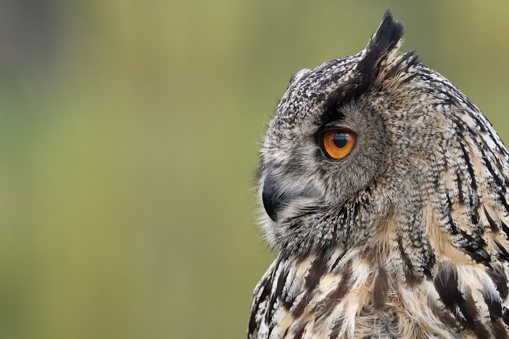 brown and white owl in tilt shift lens