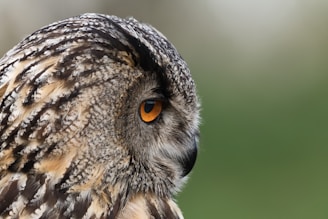 brown and black owl in close up photography during daytime