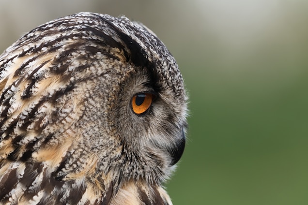 brown and black owl in close up photography during daytime