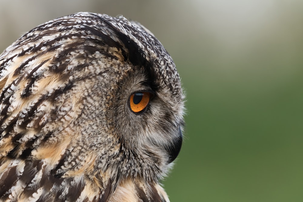 brown and black owl in close up photography during daytime