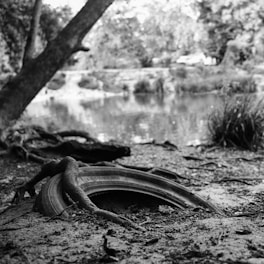 A black and white photograph depicting a natural setting where a tree root is intertwined with an old, partially buried tire near a body of water. The background includes blurred greenery and more water, creating a tranquil yet slightly melancholic scenery.