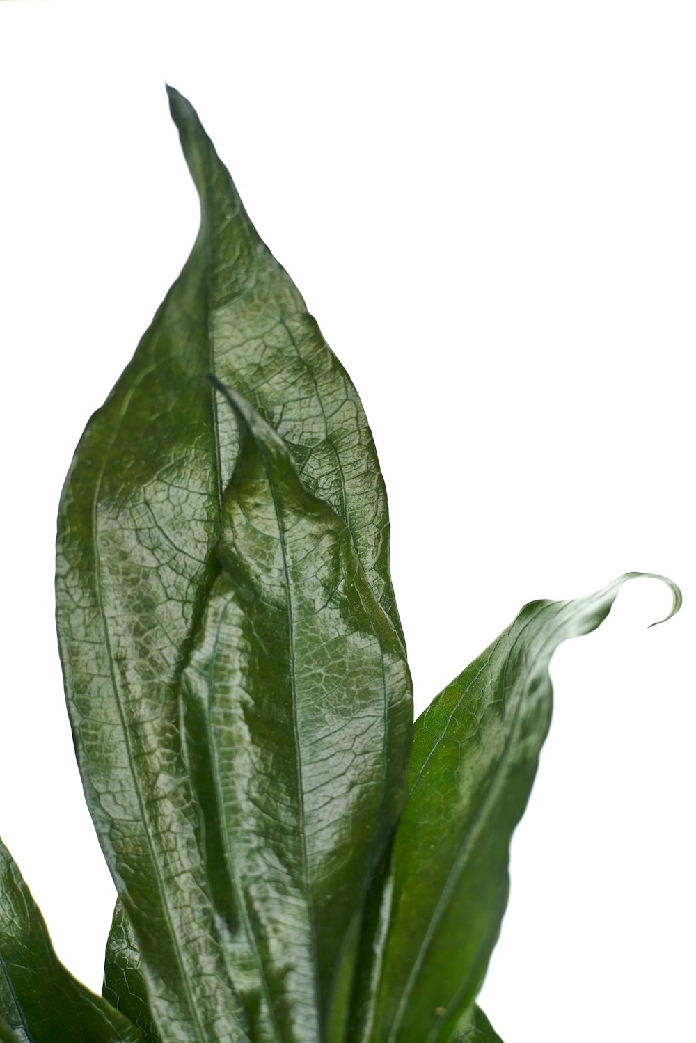 green leaf with white background