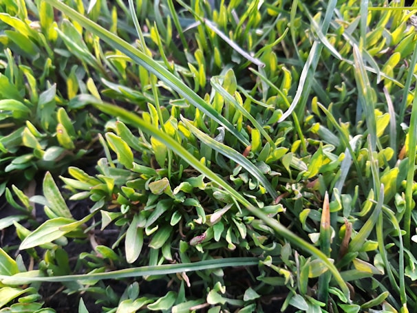 Close-up aerial shot of turfgrass with color-coded health indicators from drone analysis.