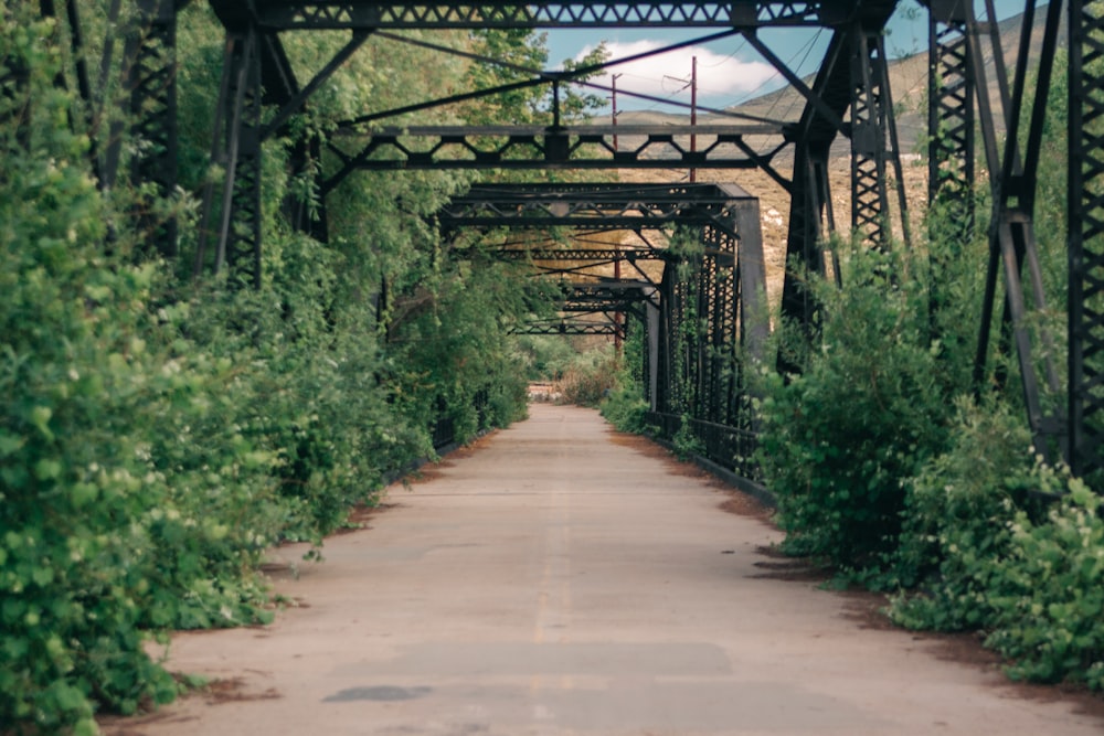 green metal bridge over green plants