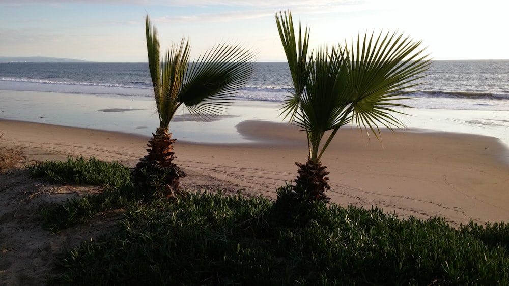 green palm tree on brown sand near body of water during daytime