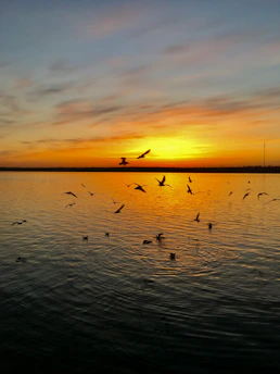 A golden sunrise over a misty Tampa Bay marsh with ducks flying low over the water.