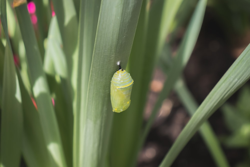 capullo de flor verde en fotografía de primer plano