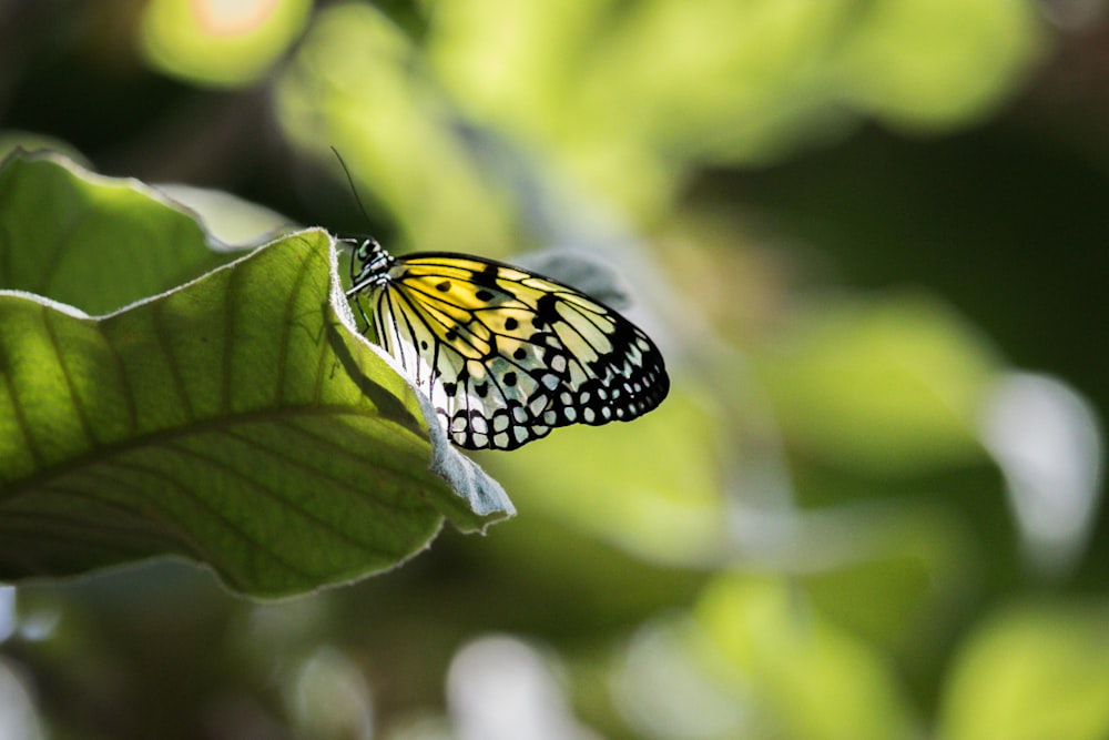 black and white butterfly perched on green leaf in close up photography during daytime