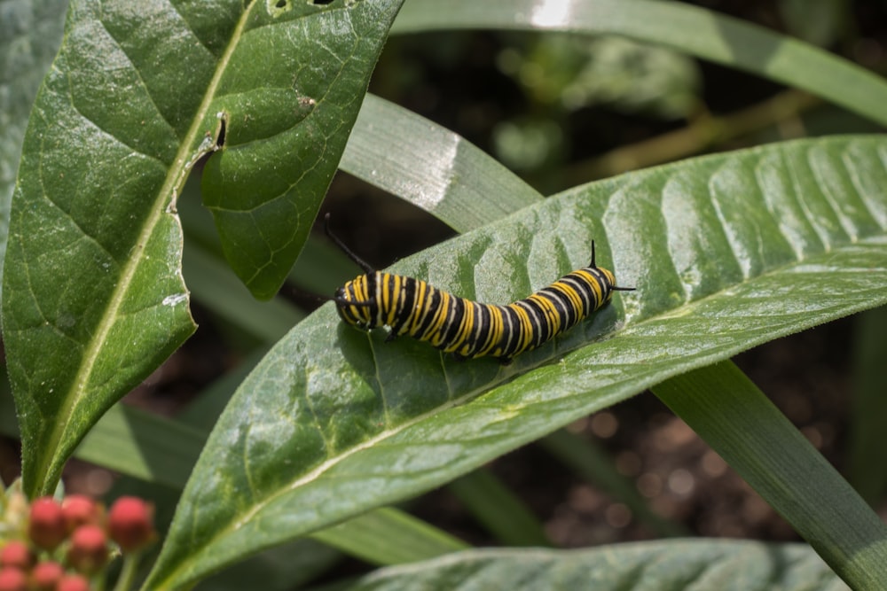 yellow and black caterpillar on green leaf